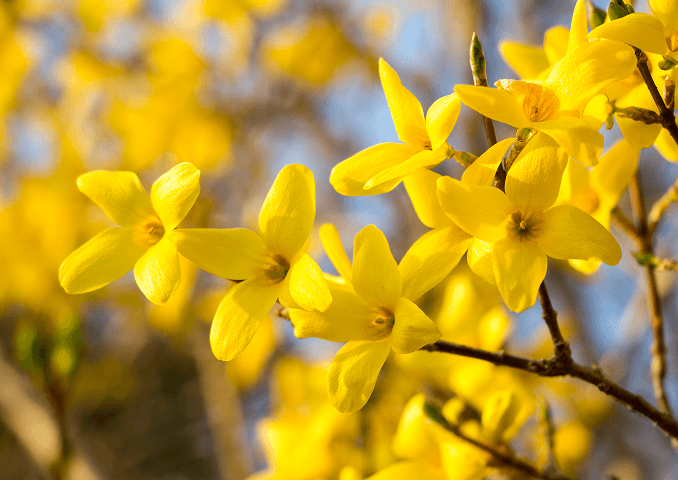 Delayed Focus Transition